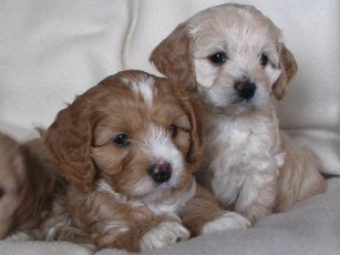 Kalley's Puppies