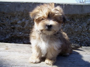 Morkie