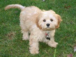 Cavapoo