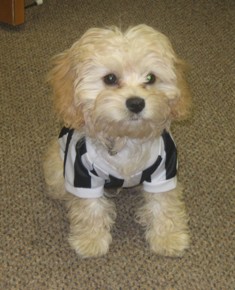 Cavapoo