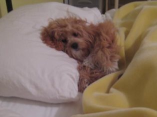 Sleepy Cavapoo