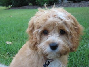 Cavapoo