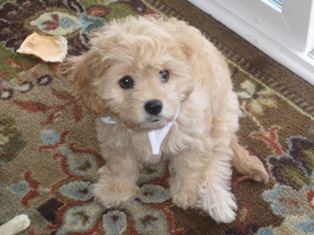 Cavapoo