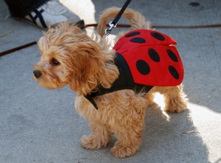 Cavapoo