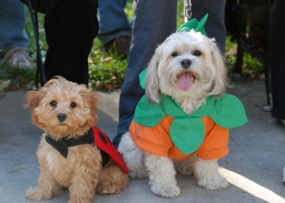Cavapoo w/ Friend