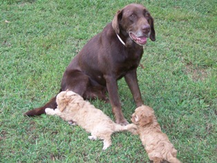Ruger, chocolate lab