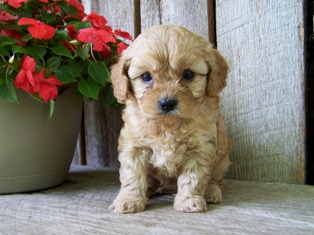 Roxy