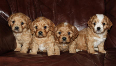 Past Cavapoo Puppy Litter from Riverside