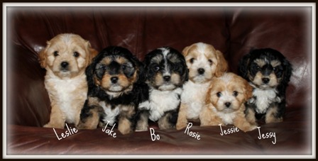 Cavapoo Puppies
