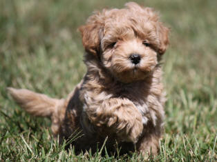 Maltipoo