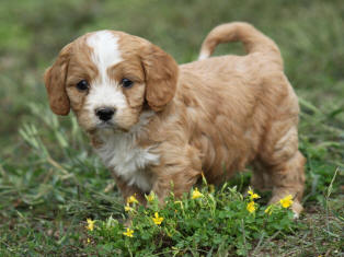 Cavapoo