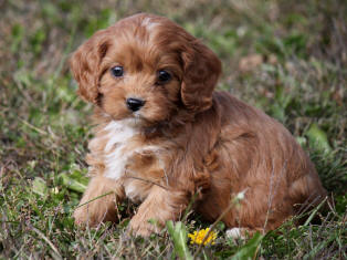 Cavapoo