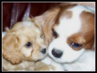 Allie with her Puppy