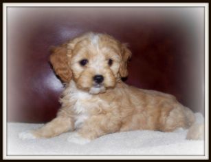 Allie's little Girl
