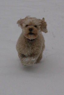 Cavapoo