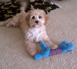 Bailey, Cavapoo