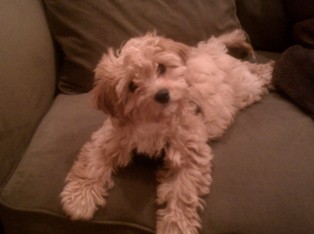 Bailey, Cavapoo