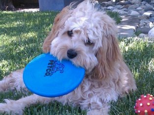 Cavapoo