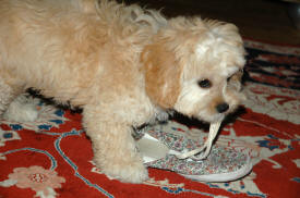 Cavapoo