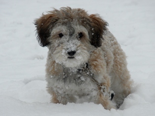 Buster Enjoying the Snow (Schnoodle)