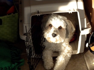 Buster, Schnoodle