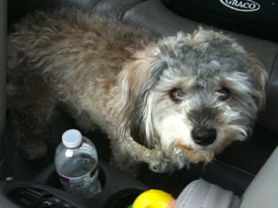 Schnoodle, 1 Year