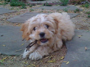 Charlie, Cavapoo