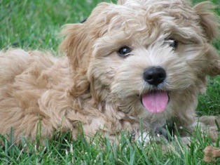 Cavapoo Puppy