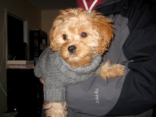 Cooper, Cavapoo