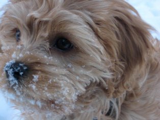 Cooper, Cavapoo
