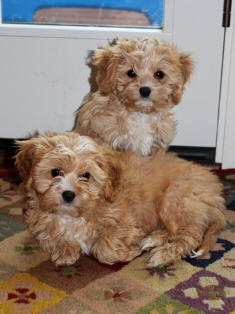 Ginger & Chester (3 months)