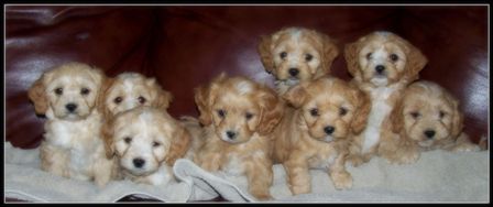 Allie's Cavapoos