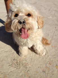 Cavapoo