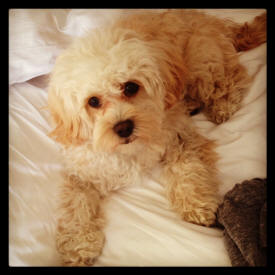 Cavapoo