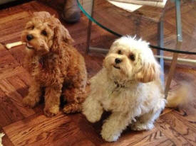 Cavapoos
