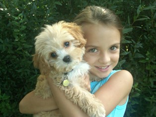Cavapoo Puppy