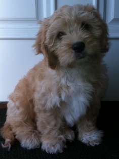 Cavapoo