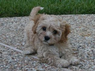 Laney, Cavapoo