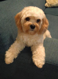 Cavapoo