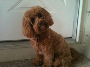 Maltipoo