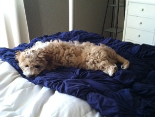 Cavapoo