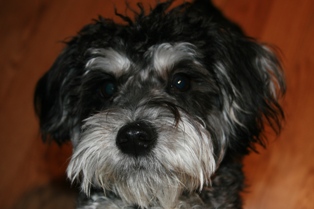 Schnoodle, Macy