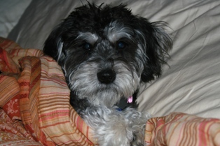 Schnoodle, Macy
