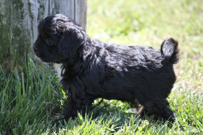 Georgia's Cavapoo Puppy
