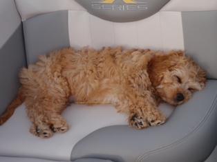 Milo Snoozing on the Boat