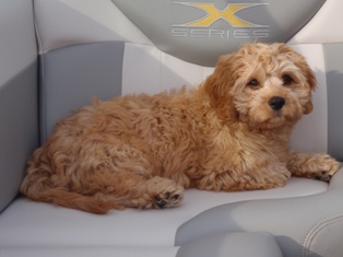 Milo on a Boat Ride