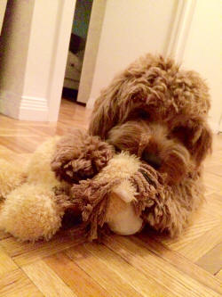 Cavapoo