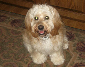 Cockapoo