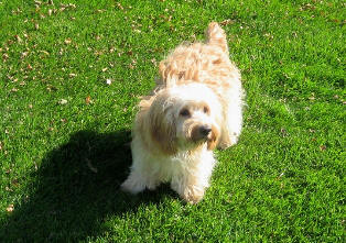 Cockapoo