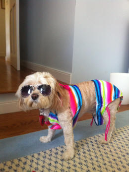 Cavapoo